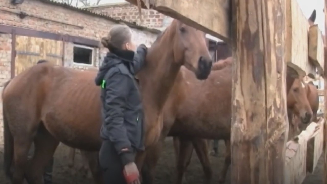 Коням, евакуйованим із-під Авдіївки, допомагають волонтери