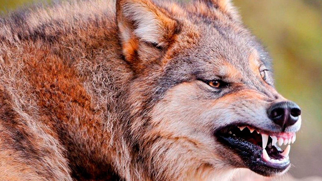 Експертиза підтвердила сказ у вовка, що нападав на село у Волноваському районі