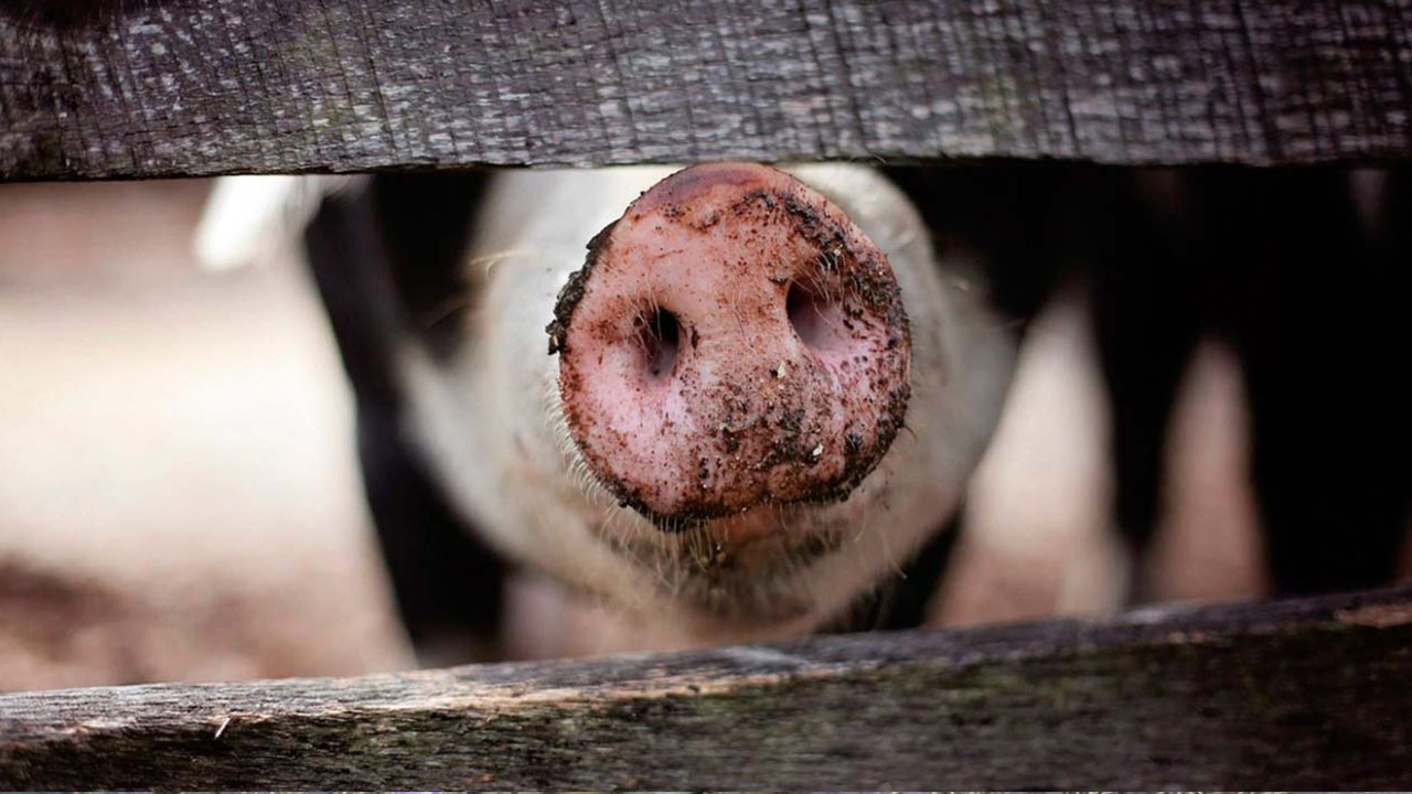 На Донеччині зафіксували новий випадок африканської чуми свиней