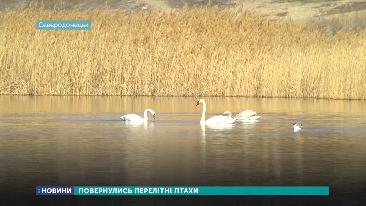 До Сєвєродонецька на озеро Чисте повернулись дикі перелітні птахи