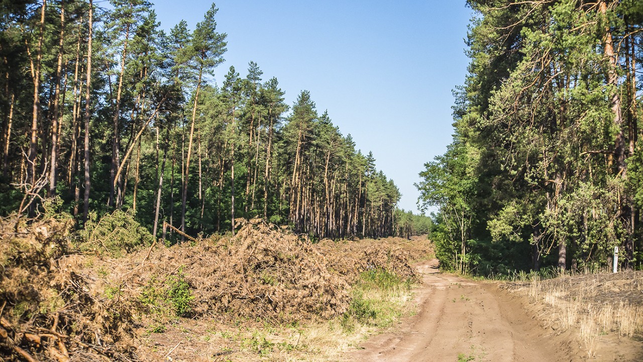 На Луганщині створять НПП  «Кремінські ліси»